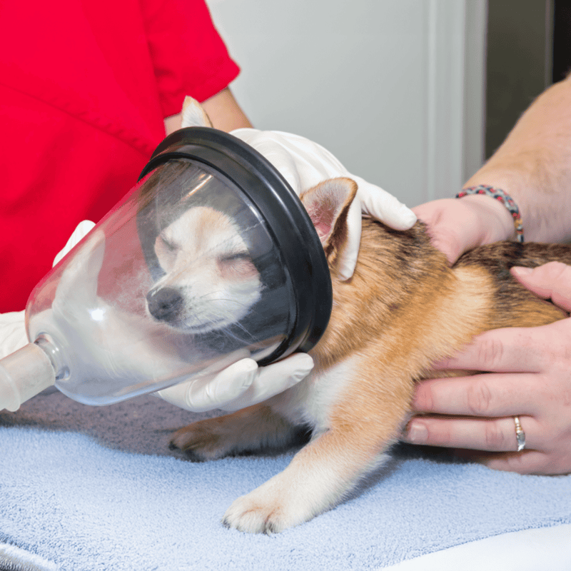 Veterinary veterinarian administering anesthesia to a small dog during a medical procedure.