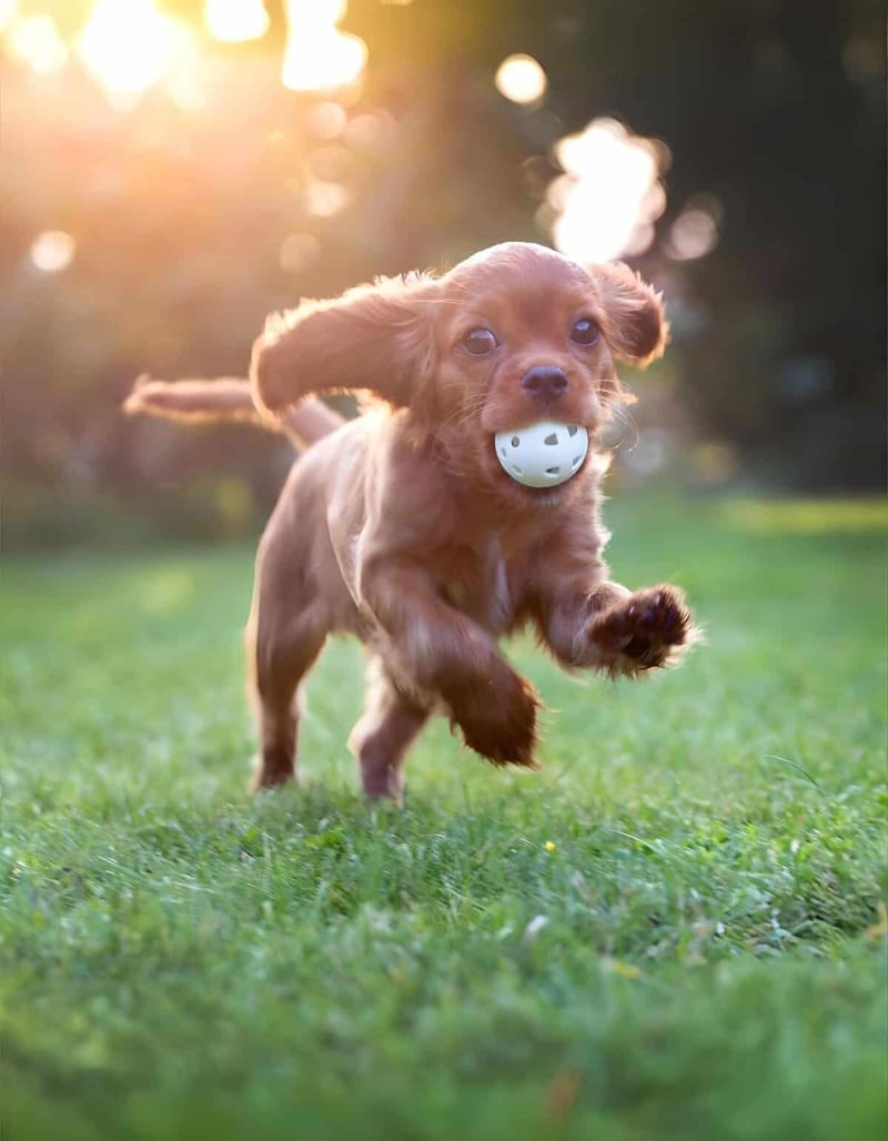 Happy puppy with ball in mouth running outdoors in sunlight.