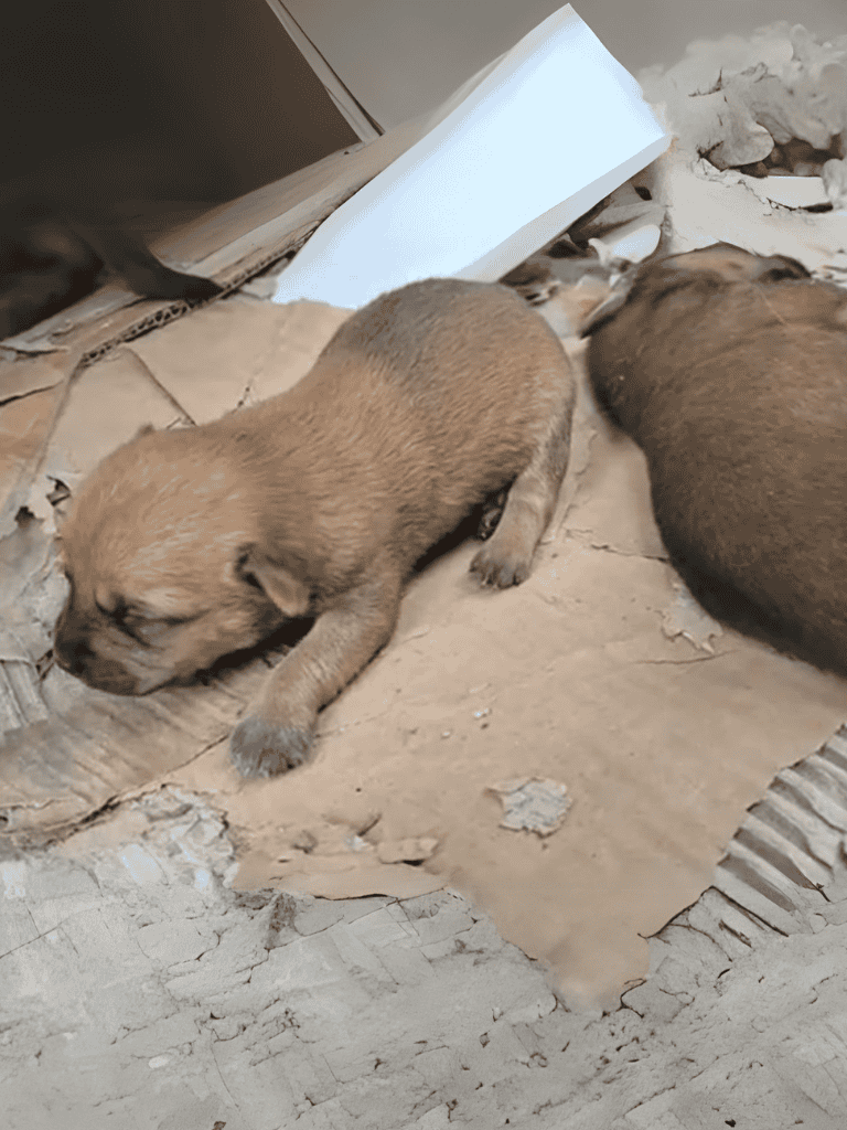Adorable brown puppy peacefully resting on makeshift bedding in a rugged setting.