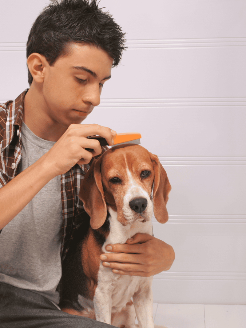 Dog grooming, pet grooming, dog care, professional grooming, pet health, dog grooming services, grooming tools, puppy grooming, pet hygiene, pet grooming salon.