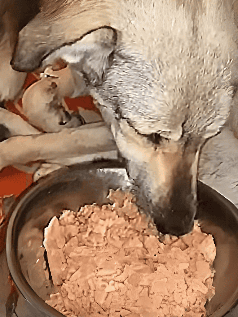 Alt: Large dog and puppies eating wet dog food in a bowl.