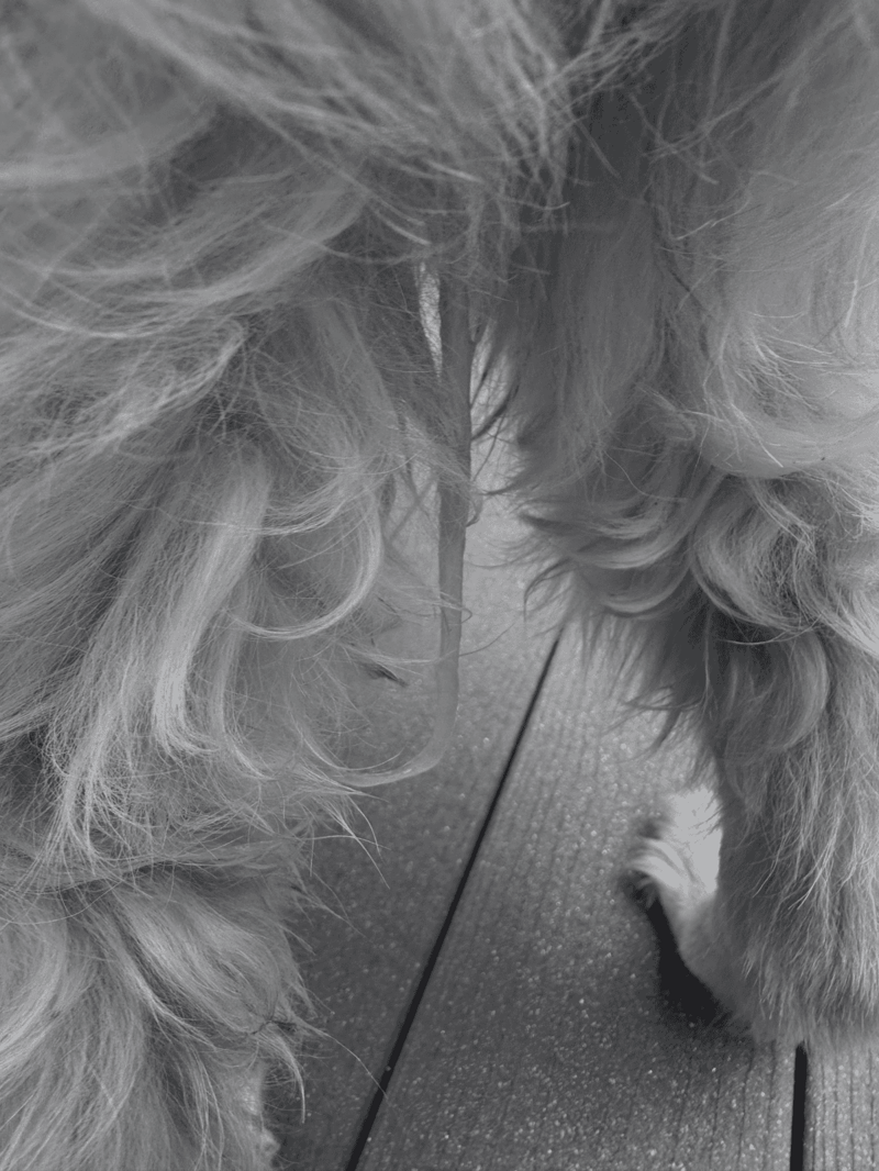 Close-up of a groomed long-haired dog’s fur and grooming tools.