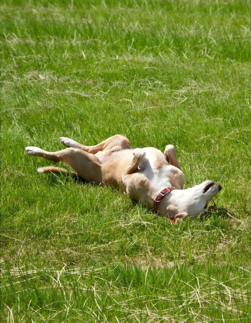 Dog lying on green grass, enjoying a sunny day outside.