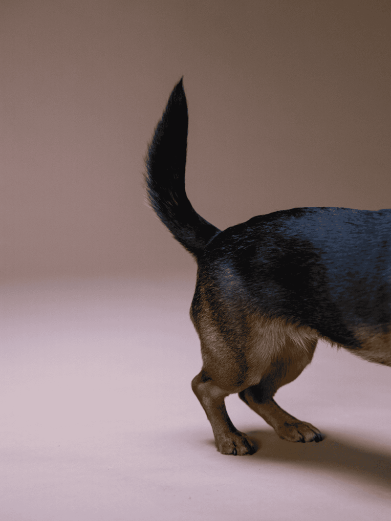 Close-up of a Chihuahua's tail and hind legs on neutral background.