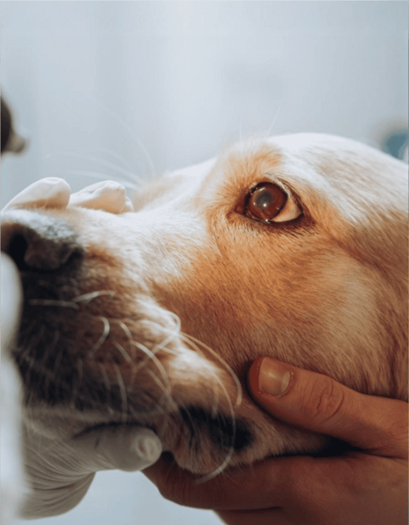 Close-up of a dog receiving eye care from a veterinarian, emphasizing pet health and wellness.