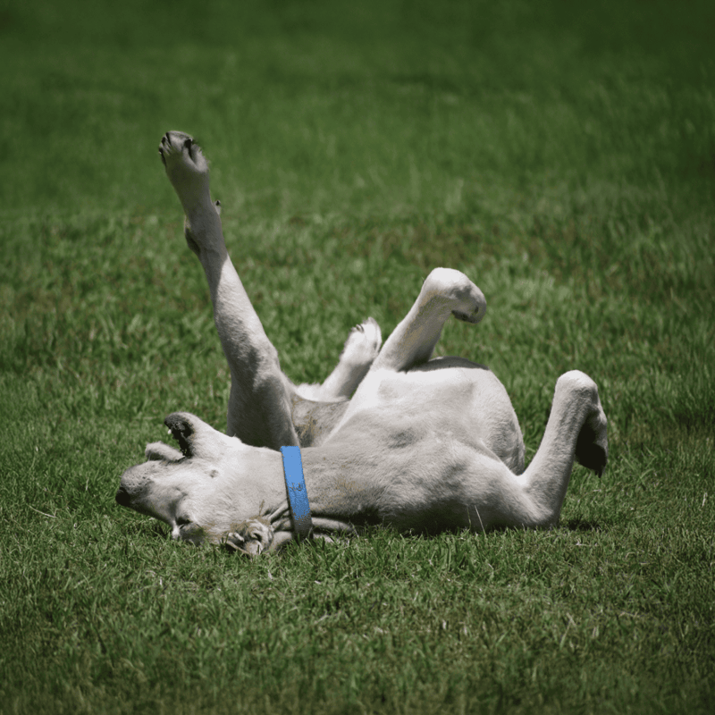 Cute Labrador retriever puppy rolling on the lawn, having fun outdoors.