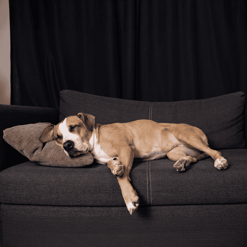 Dog lying peacefully on couch with cushion, sleeping dog, relaxed pet, cozy home vibe.