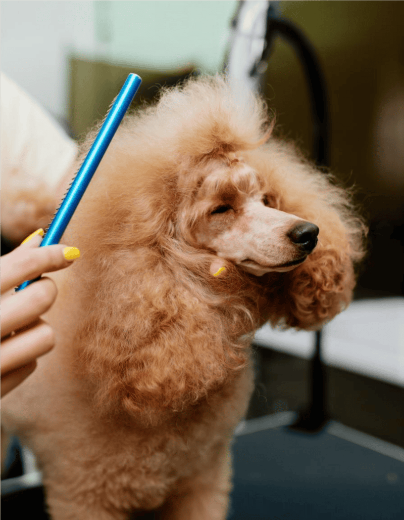Dog grooming session with a playful poodle dog, showing professional grooming care.
