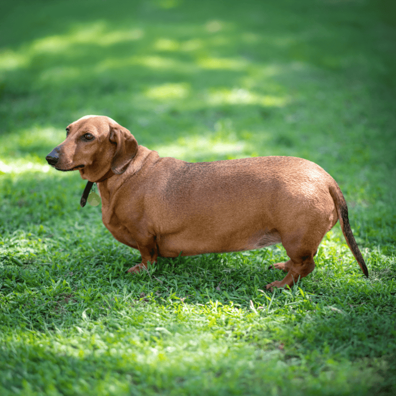 Dachshund dog standing outdoors on lush green grass.