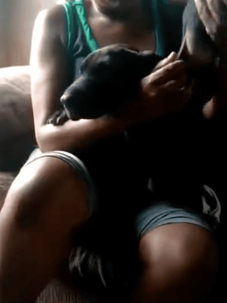Adorable black puppy cuddling with a person, showcasing love and companionship.