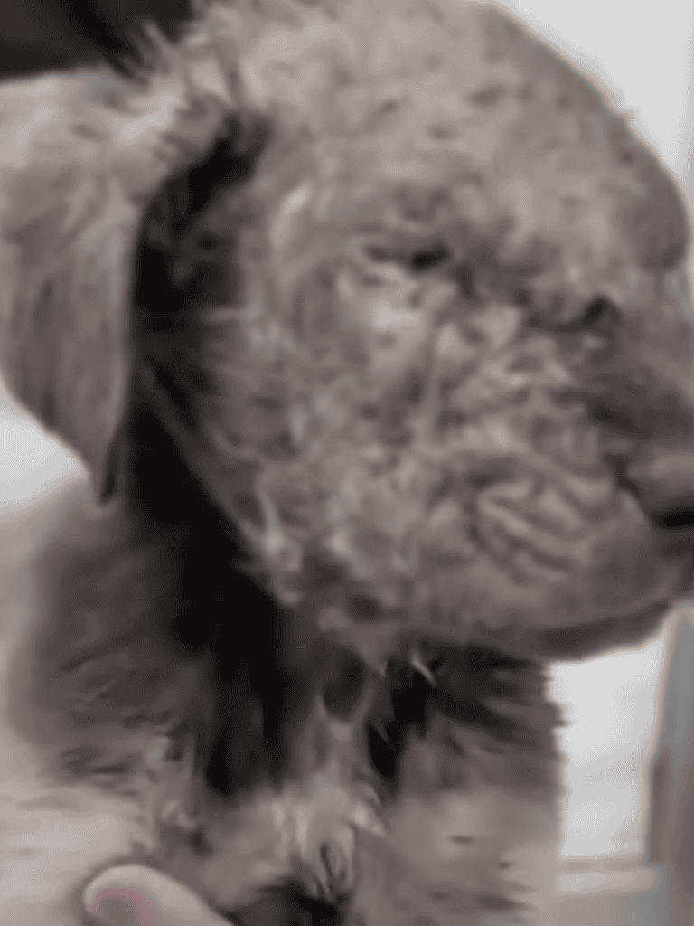 Cute puppy resting peacefully for better health.