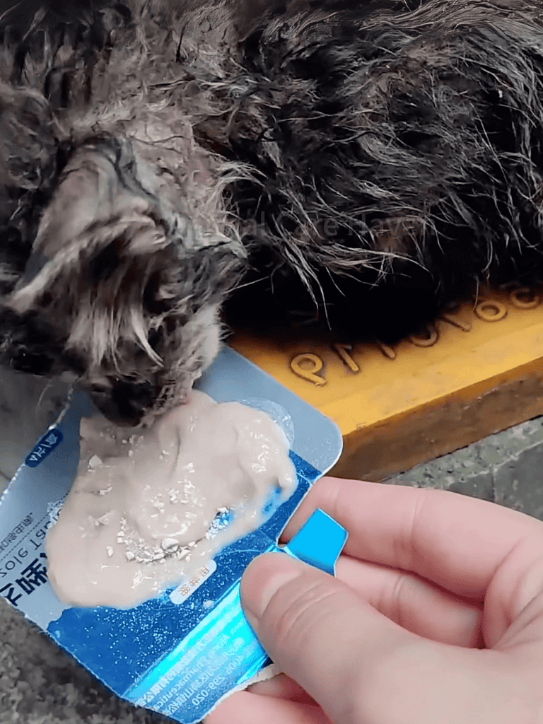 Dog eating dog-friendly soup in a packet from a person.