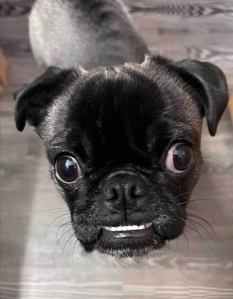 Cute puppy with expressive eyes and a playful expression, perfect for pet lovers.