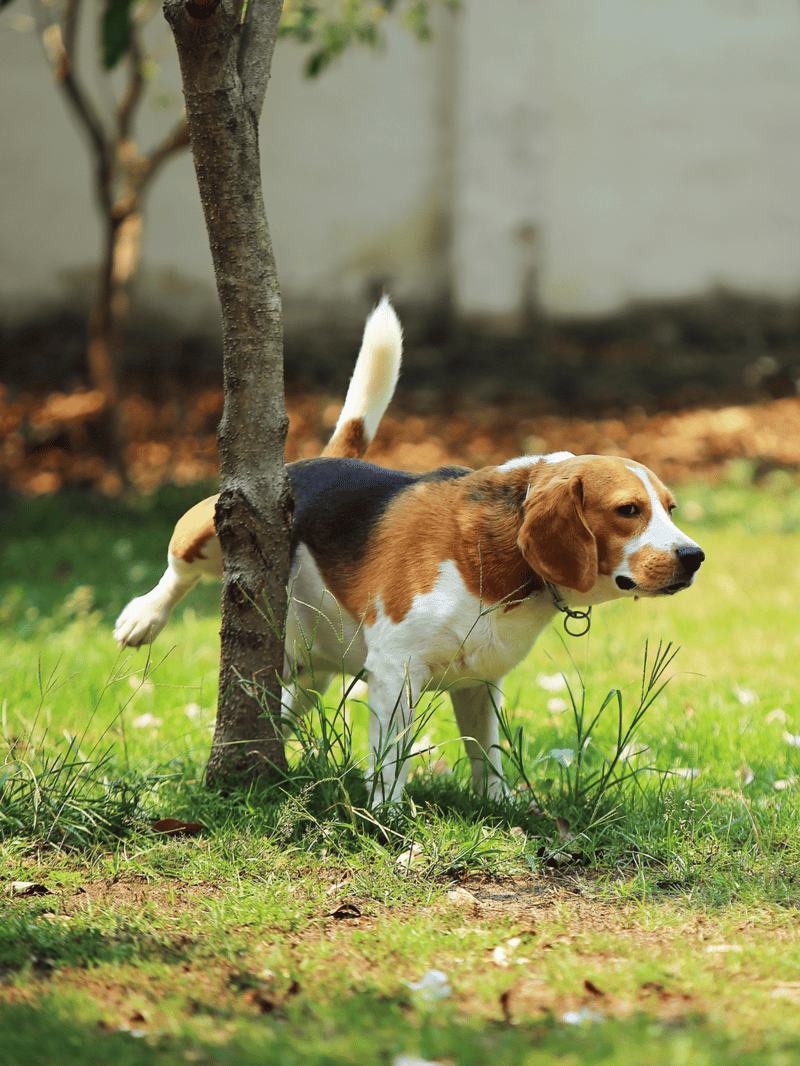 Adorable beagle dog sniffing around in a green garden.