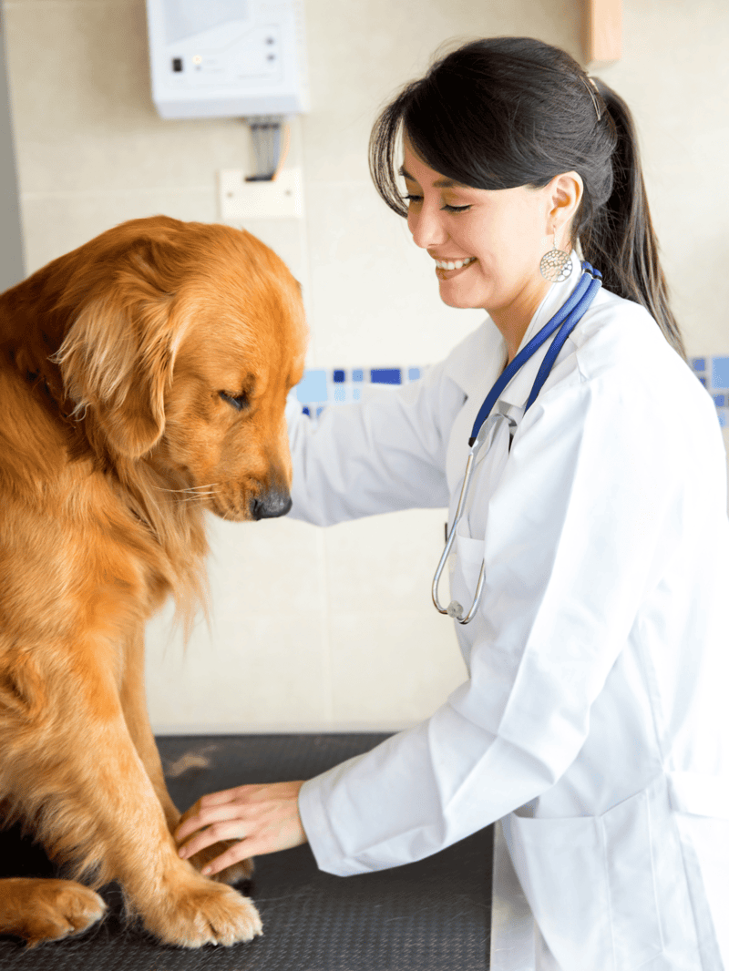 Dog being examined by veterinarian in clinic.