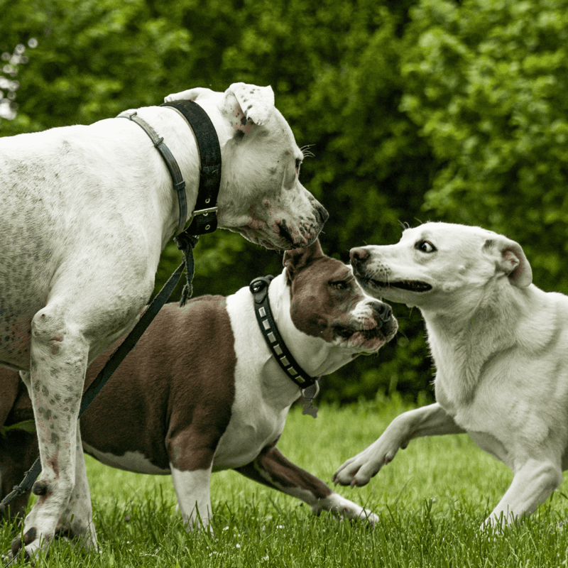Cute dogs interacting and playing together in lush green grass.