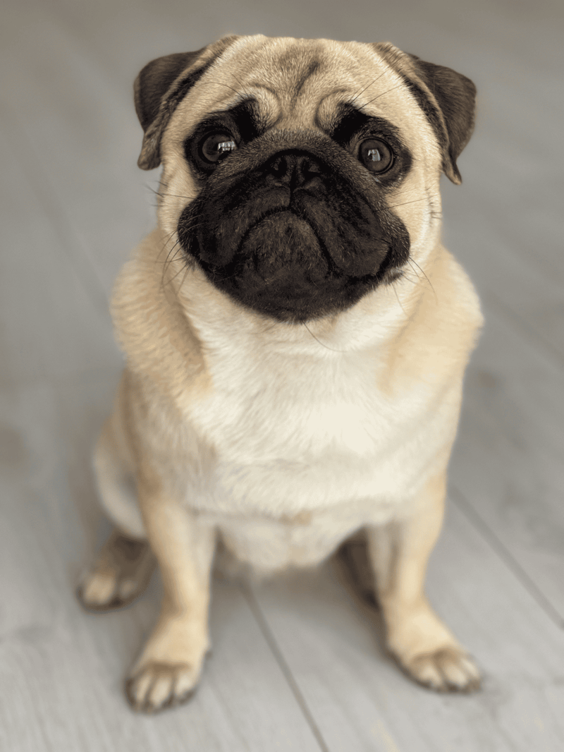 Pug puppy with expressive eyes sitting indoors, perfect for dog lovers and pet caregivers.