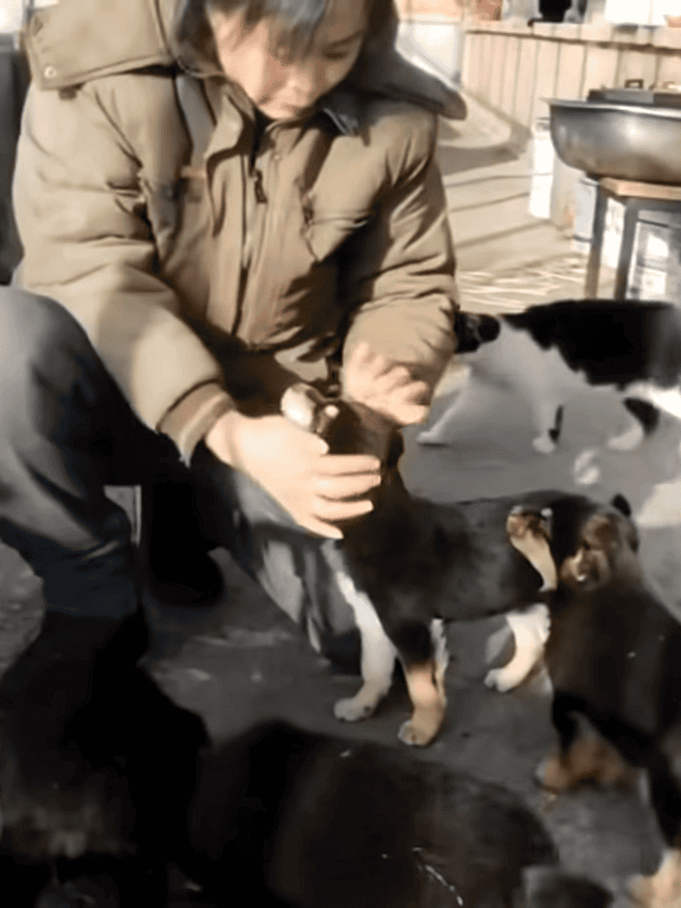 Adorable puppies playing outside with person petting a small black and white puppy, surrounded by other puppies, outdoor setting.