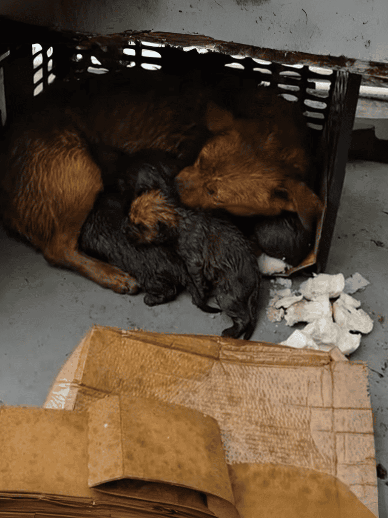 Adorable newborn puppies cuddling with their mother in a safe, cozy space.