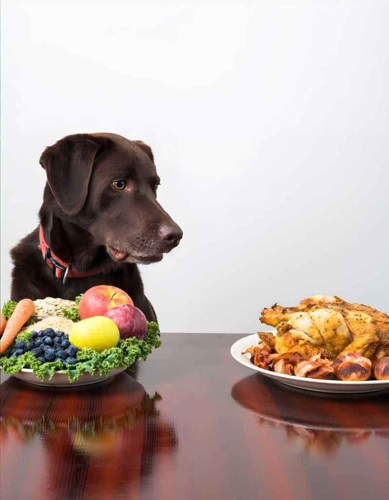 Cute brown dog looking at food on table with fresh fruits, vegetables, and cooked meal.