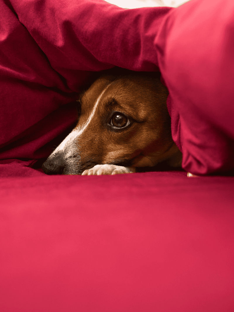 Dog lying comfortably under a pink blanket, cozy and relaxed.