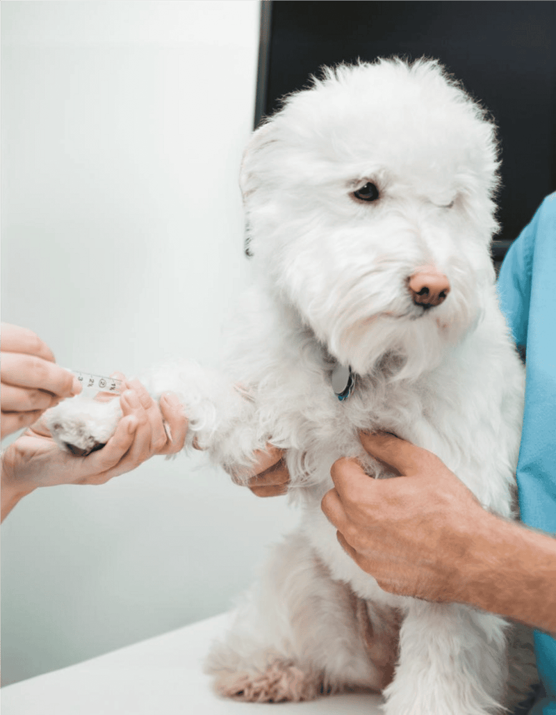 Dog receiving vaccination at veterinary clinic for health care and wellness.