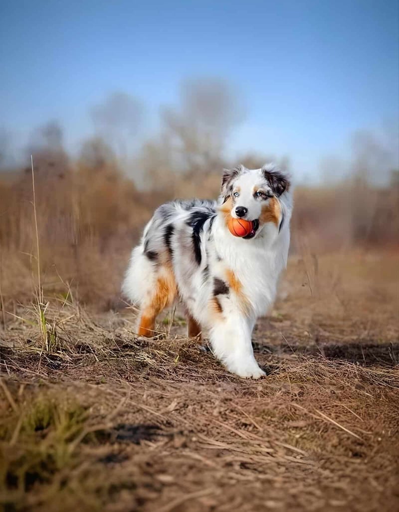 Australian Shepherd dog with blue eyes holding an orange ball in its mouth, outdoor field, active and happy.