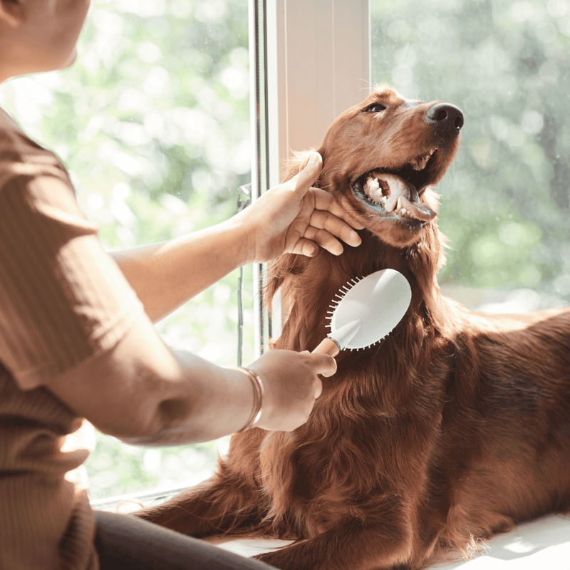 Alt text: Person brushing a happy golden retriever with a grooming brush near a sunny window.