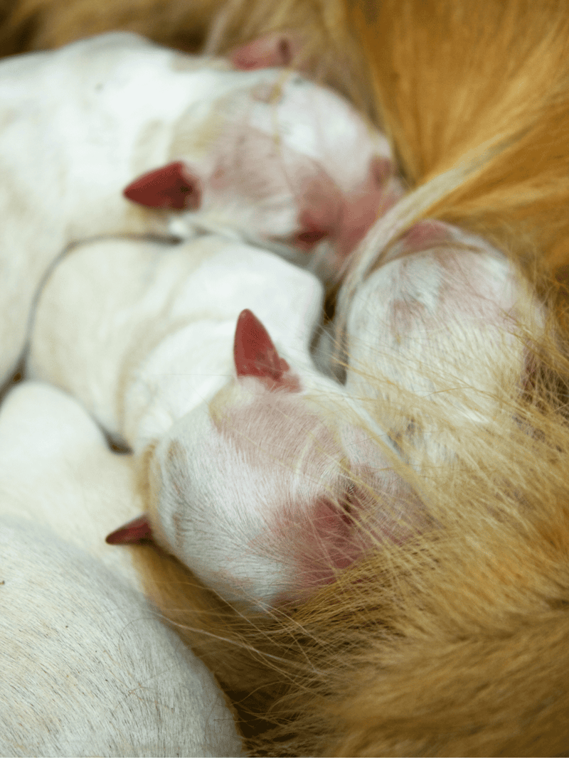 Adorable newborn puppies nursing on mother dog, ensuring strength and warmth, perfect for pet care and breeding insights.
