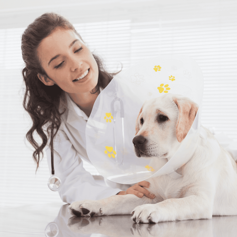 Vet with dog cone, veterinary care for dogs, animal health, dog injury, pet treatment.