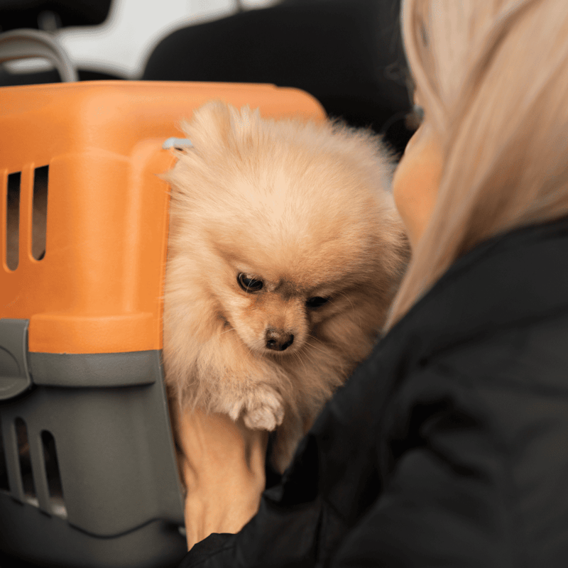 Small dog in pet carrier ready for travel or vet visit, adorable Pomeranian dog for pet care.