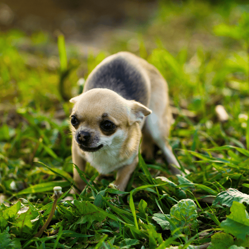 Cute small Chihuahua puppy exploring grassy field outdoors.