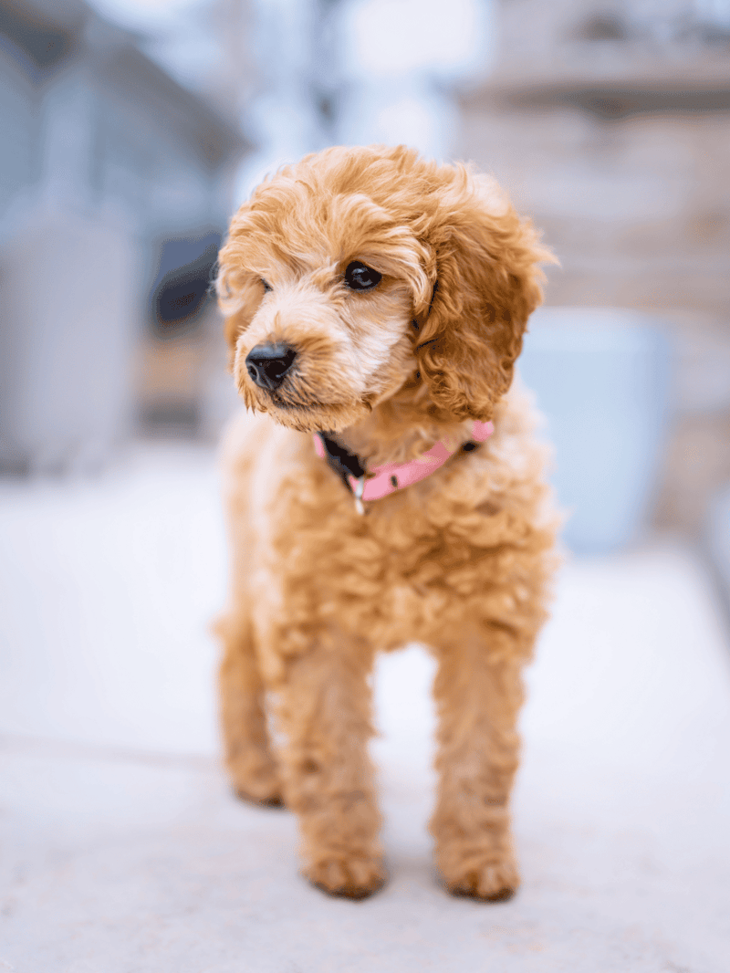 Cute fluffy Goldendoodle puppy with wavy fur, black nose, and pink collar.