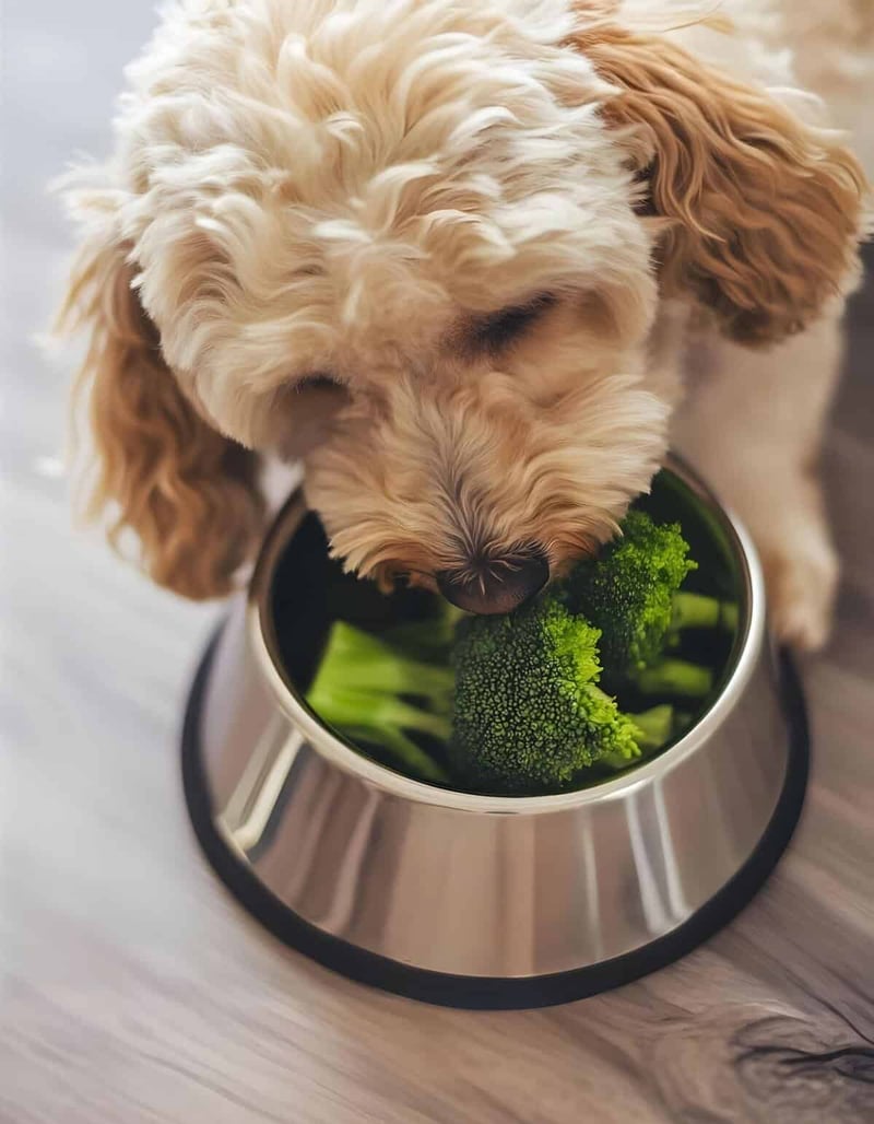 Cute furry dog enjoying fresh broccoli in a stainless steel bowl.