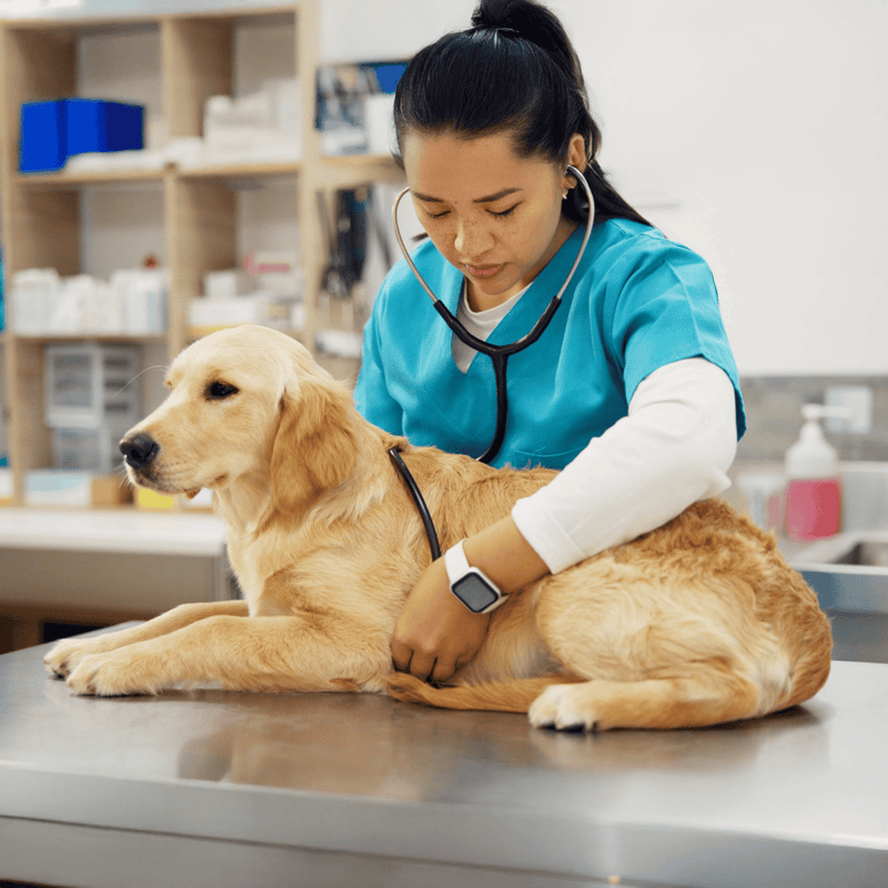 Dog health checkup by veterinarian with stethoscope.