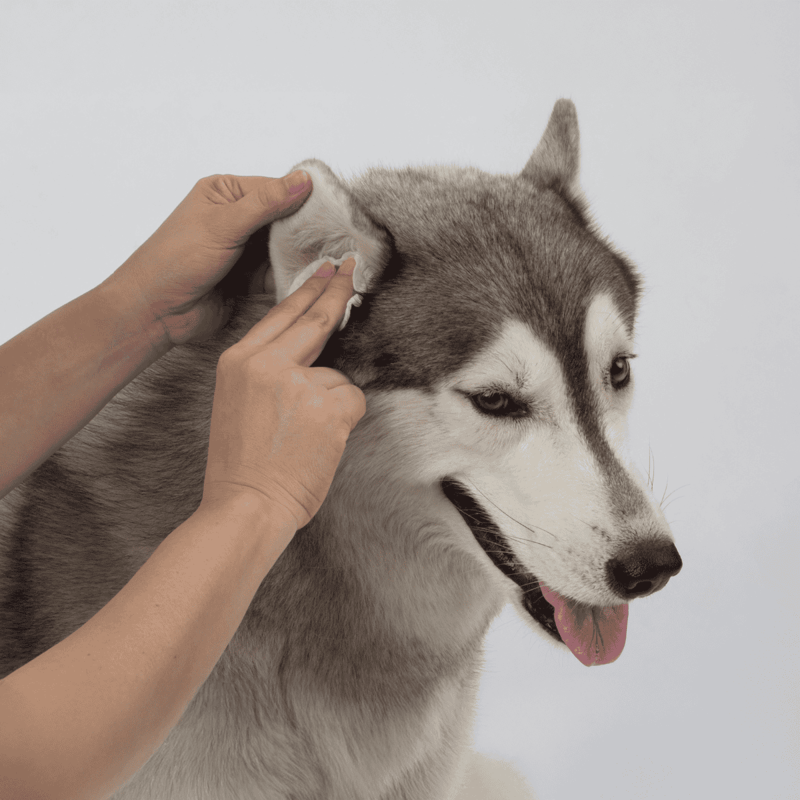 Close-up of a person cleaning a Husky's ear gently with their hands.