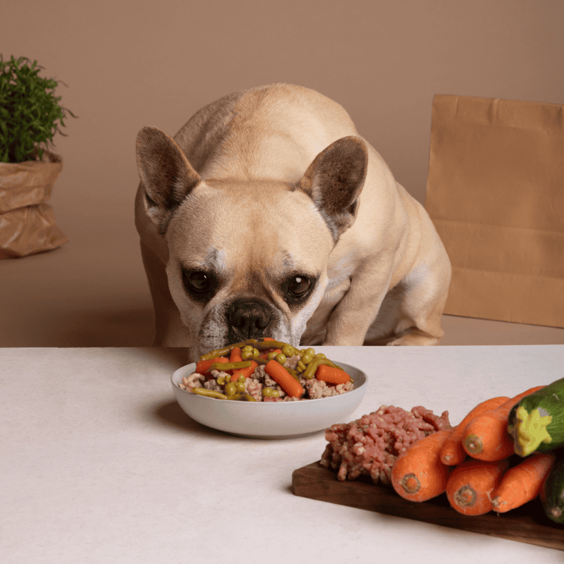 Dog face close-up with bowl of nutritious mixed dog food and fresh vegetables on a table.
