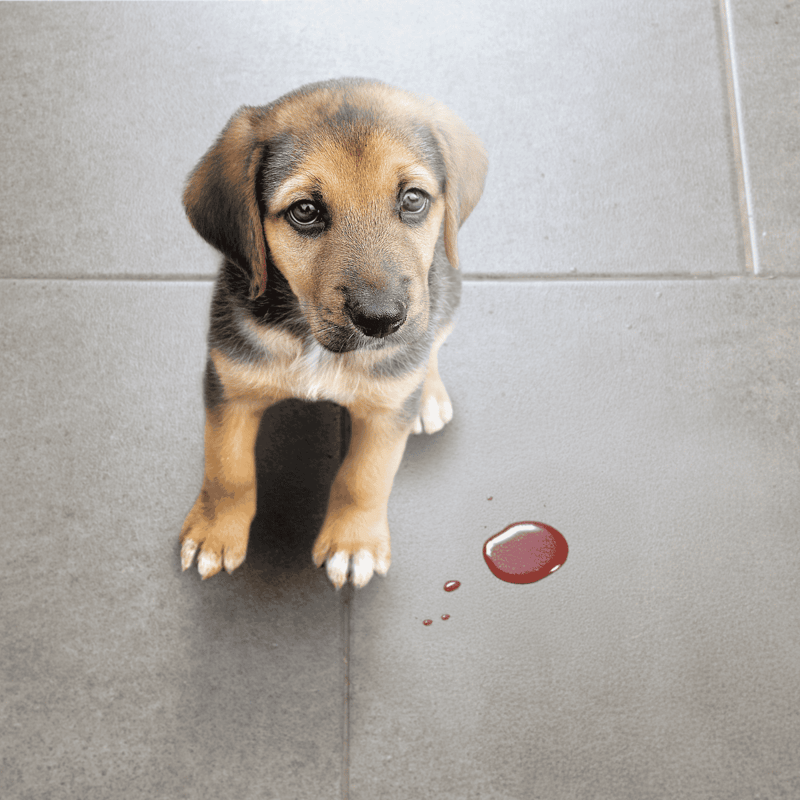 Adorable puppy with a sad expression and spilled blood on the floor, highlighting pet rescue situation.