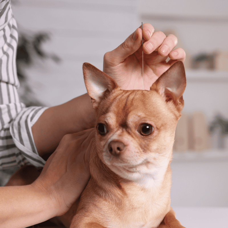 Pet health and wellness, dog monitoring tools, veterinarian services.