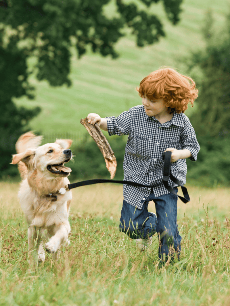 Dog and kid playing in nature, happy dog enjoying outdoor fun.