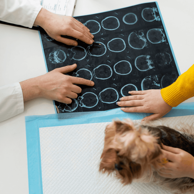 Medical brain scan image.