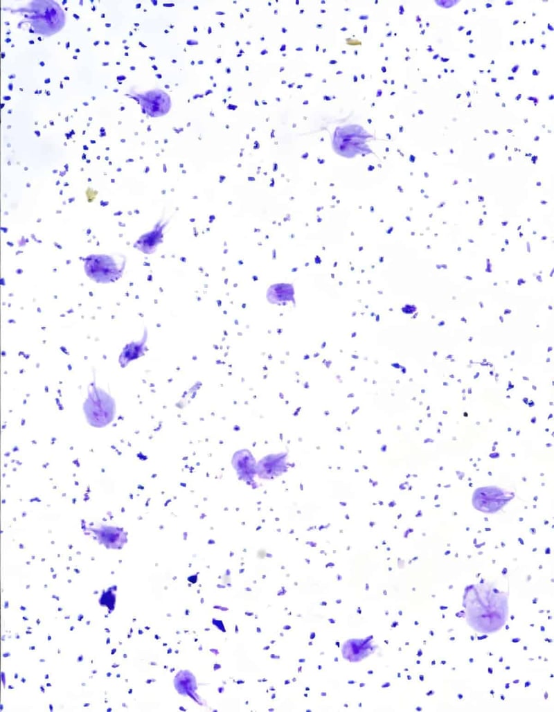 Dog cell microscopic view, pet health, cellular analysis.