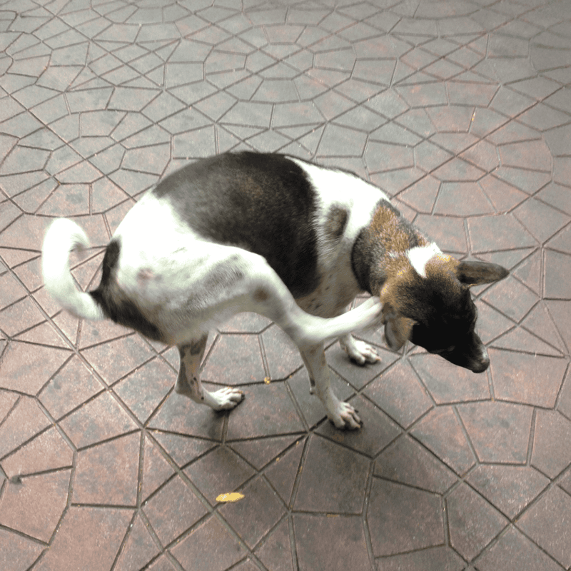 Dog playing on patterned outdoor pavement, small breed with black and white fur.