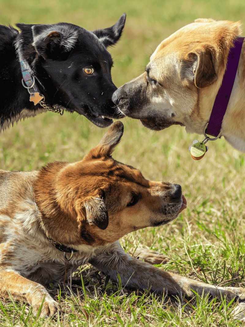Friendly dogs meeting nose-to-nose outdoors.