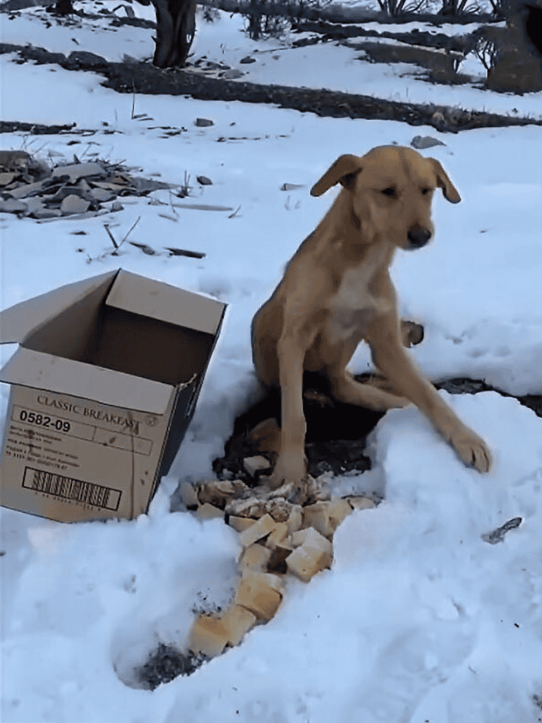 Adorable puppy sitting in snowy landscape near a cardboard box. Playful and curious, perfect for dog lovers and pet care enthusiasts.