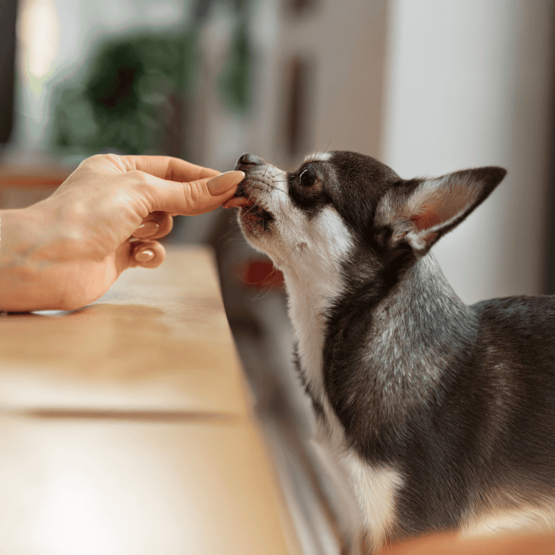 Dog being fed by owner, highlighting pet care, love, and bonding with dogs.