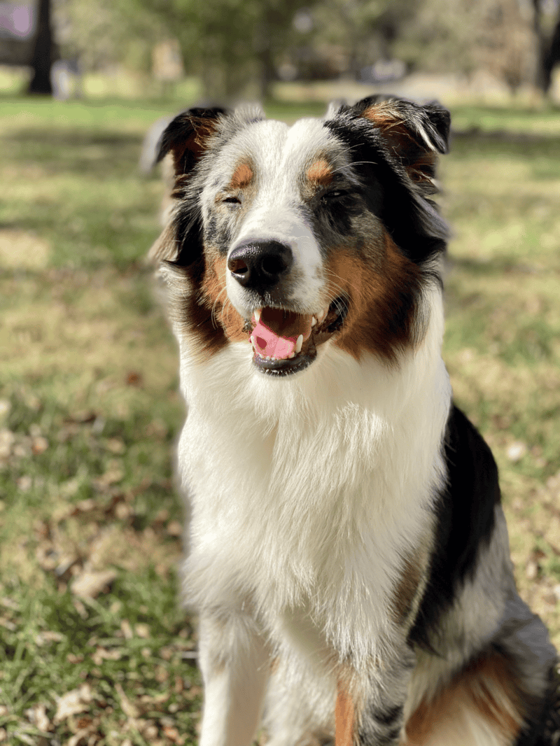 Dog smiling happily in a park with lush greenery.