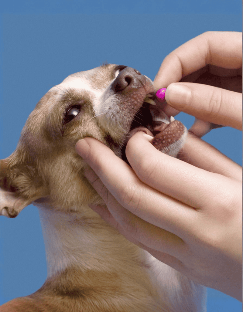 Close-up of a dog getting dental treatment to ensure healthy teeth and gums.