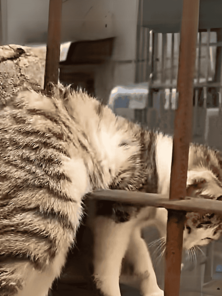 Adorable cats playing together in a cozy indoor setting, showcasing pet companionship and comfort.