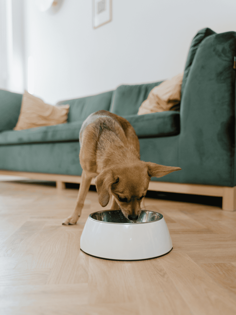 Dog eating from stainless steel pet bowl on wooden floor in living room.